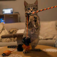 Photo of C1332 Jellybean