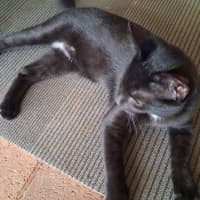 Photo of Lucky
