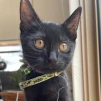 Photo of Tar