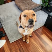 Photo of Boof   1 Year Old Mastiff X Labrador