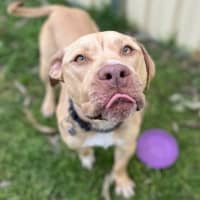 Photo of Tyson