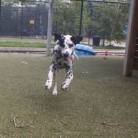 Photo of Pancake