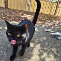 Photo of Sweet Dee   Located In Melton