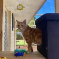 Photo of Nacho (Ginger)