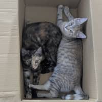 Photo of Willow & Dream 