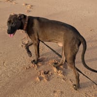 Photo of Albie