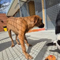 Photo of Zipper!  🐢 