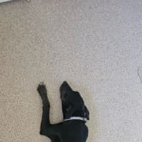 Photo of Timmy   4 Month Old Kelpie X