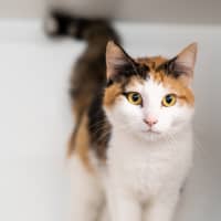 Photo of Pebbles