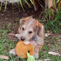 Photo of Mustard