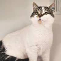 Photo of Merry
