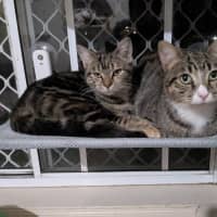 Photo of Miette And Blossom