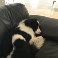 Photo of Cruiser