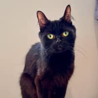 Photo of Mumma Miso