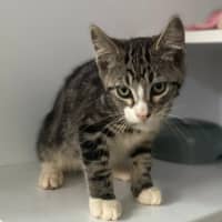 Photo of Denzel (9969)