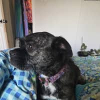 Photo of Luna   6 Year Old Boston Terrier X Pug