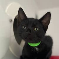 Photo of Mongi (0009)