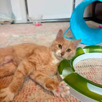 Photo of Ember (Was Creamy)