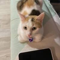 Photo of Butterscotch 