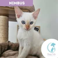 Photo of Nimbus