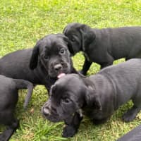 Photo of Sadies Litter