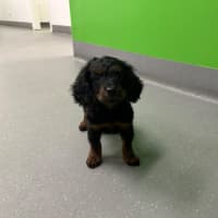 Photo of Bentley 