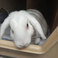 Photo of Butter Ball