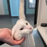 Photo of Feta