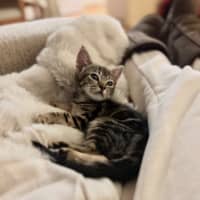 Photo of Milo