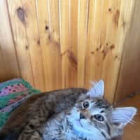 Photo of Gizmo