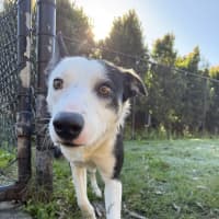 Photo of Pippy