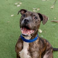 Photo of Brutus