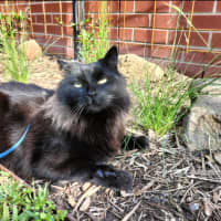 Photo of Leonard The Chatty Gentleman