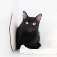 Photo of Madam Velvet