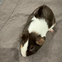 Photo of Darryl   Desexed Male