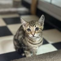 Photo of Yuumi