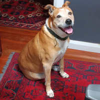 Photo of Buddy