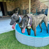 Photo of Brittney, The Greyhound