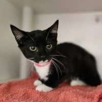 Photo of Milly