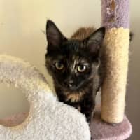 Photo of Suzi *9 Lives Project Rescue*