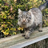 Photo of Aurelian Silvanus