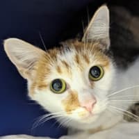 Photo of Solia