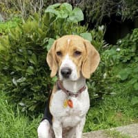 Photo of Millie