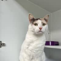 Photo of Tinkerbell