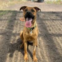 Photo of Scarlet