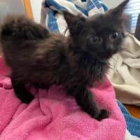 Photo of Black Floof