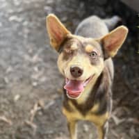 Photo of Romeo