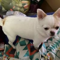 Photo of Goose And Stevie Uffelman