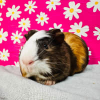 Photo of Iggly