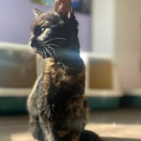 Photo of Magnolia 
